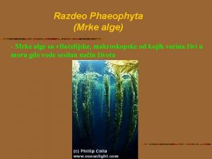Razdeo Phaeophyta Mrke alge Mrke alge su vieelijske