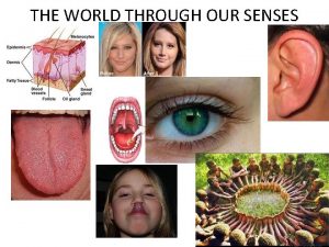 THE WORLD THROUGH OUR SENSES Receptor Our body
