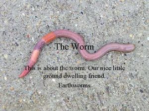 The Worm This is about the worm Our