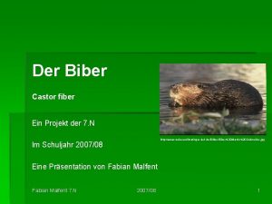 Der Biber Castor fiber Ein Projekt der 7