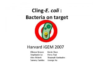 ClingE coli Bacteria on target Harvard i GEM
