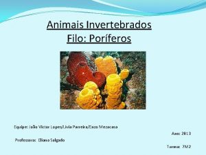 Animais Invertebrados Filo Porferos Equipe Joo Victor LopesLvia