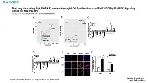 The Long Noncoding RNA 150 Rik Promotes Mesangial