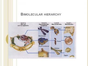 BIMOLECULAR HIERARCHY Biomolecules molecules found in living things