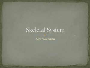 Skeletal System Alex Wiemann Function Support Protection Movement