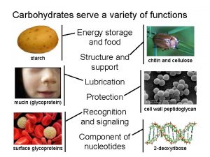Carbohydrates serve a variety of functions Energy storage