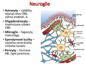 Neuroglie Astrocyty vbky obaluj cvy CNS viva endotel