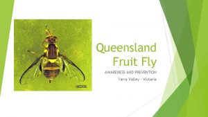 Queensland Fruit Fly AWARENESS AND PREVENTION Yarra Valley