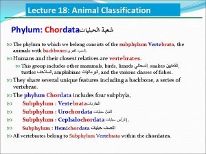 Lecture 18 Animal Classification Phylum Chordata The phylum