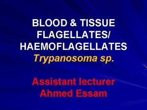 BLOOD TISSUE FLAGELLATES HAEMOFLAGELLATES Trypanosoma sp Assistant lecturer