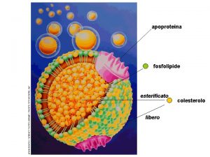 apoproteina fosfolipide esterificato libero colesterolo intestino chilomicrone tessuti