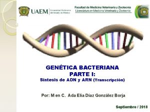 GENTICA BACTERIANA PARTE I Sntesis de ADN y