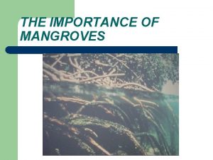 THE IMPORTANCE OF MANGROVES MANGROVES ARE ONE TYPE
