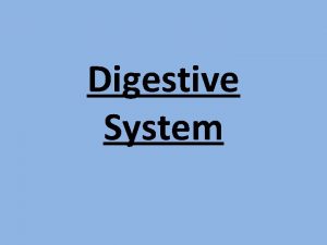 Digestive System Digestion Phases Include Ingestion Movement Mechanical