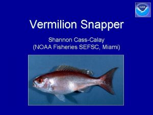 Vermilion Snapper Shannon CassCalay NOAA Fisheries SEFSC Miami