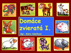 Domce zvierat I Mgr Mria Halekov Domce zvierat