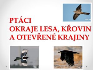 PTCI OKRAJE LESA KOVIN A OTEVEN KRAJINY Obr