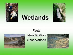 Wetlands Facts Identification Observations Did you know In