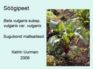 Sgipeet Beta vulgaris subsp vulgaris var vulgaris Sugukond