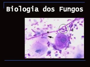Biologia dos Fungos Biologia dos Fungos HISTRIA 1969