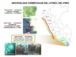 MACROALGAS COMERCIALES DEL LITORAL DEL PER Algas Verdes