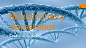Mitocondrias y cloroplastos Orgnulos de la clula La