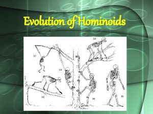 Evolution of Hominoids Humans as Hominoids The Hominoidea