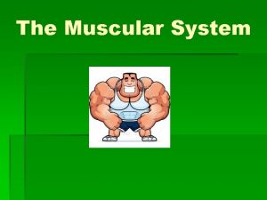 The Muscular System Muscular System The body has