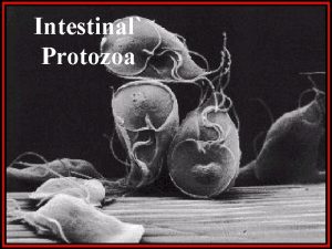 Intestinal Protozoa CLASSIFICATION OF PARASITES PROTOZOA Unicellular Single