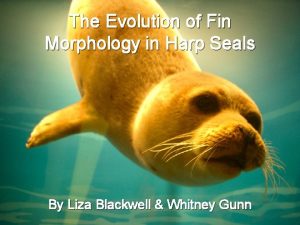 The Evolution of Fin Morphology in Harp Seals