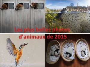 Les plus belles photos danimaux de 2015 Une