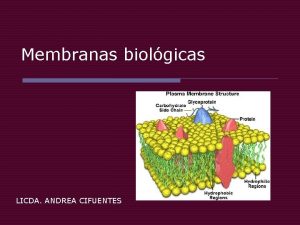 Membranas biolgicas LICDA ANDREA CIFUENTES Composicin o Bicapa