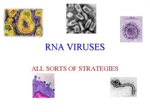 RNA VIRUSES ALL SORTS OF STRATEGIES RNA Viruses