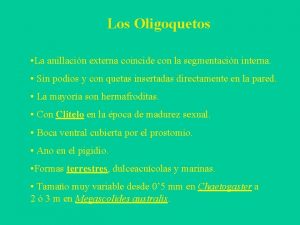 Los Oligoquetos La anillacin externa coincide con la