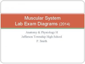 Muscular System Lab Exam Diagrams 2014 Anatomy Physiology