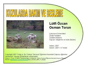 Ltfi zcan Osman Torun ukurova niversitesi Ziraat Fakltesi