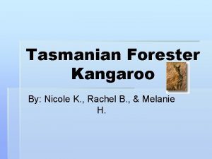 Tasmanian Forester Kangaroo By Nicole K Rachel B