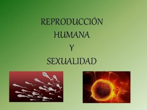 REPRODUCCIN HUMANA Y SEXUALIDAD APARATO REPRODUCTOR MASCULINO TESTICULOS