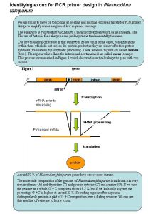 Identifying exons for PCR primer design in Plasmodium