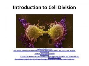 Introduction to Cell Division http youtu beQ 6