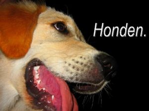 Een leven zonder hond is een vergissing Carl