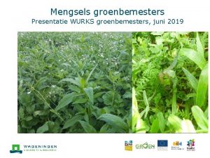 Mengsels groenbemesters Presentatie WURKS groenbemesters juni 2019 Voordelen