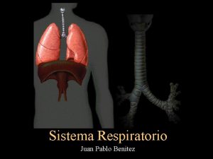 Sistema Respiratorio Juan Pablo Benitez Sistema Respiratorio Porciones