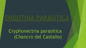 ENDOTHIA PARASITICA Cryphonectria parasitica Chancro del Castao INTRODUCCIN