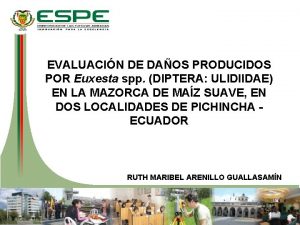 EVALUACIN DE DAOS PRODUCIDOS POR Euxesta spp DIPTERA