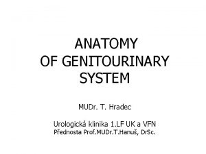 ANATOMY OF GENITOURINARY SYSTEM MUDr T Hradec Urologick