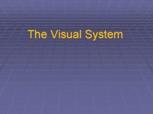 The Visual System Visual Processing at Retina Graded