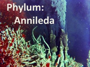 Phylum Annileda Annelida Origin of the word Annelida