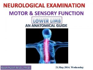 NEUROLOGICAL EXAMINATION MOTOR SENSORY FUNCTION LOWER LIMB AN