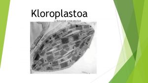 Kloroplastoa Non aurki dezakegu nolako itxura eta tamaina